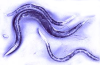 C elegans image for alternative expression microarray design