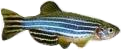 Zebrafish image for alternative expression microarray design