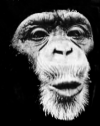 Chimp image for alternative expression microarray design