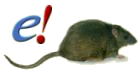 Rat image for alternative expression microarray design