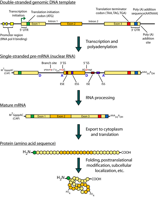 The regulation of gene transcription, transcript initiation, alternative splicing, and poly-adenylation