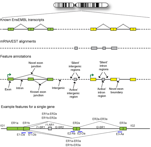 The regulation of gene transcription, transcript initiation, alternative splicing, and poly-adenylation