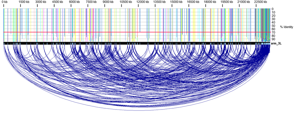 Repeats on D. melanogaster