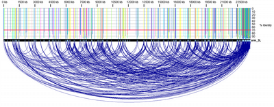 Repeats on D. melanogaster