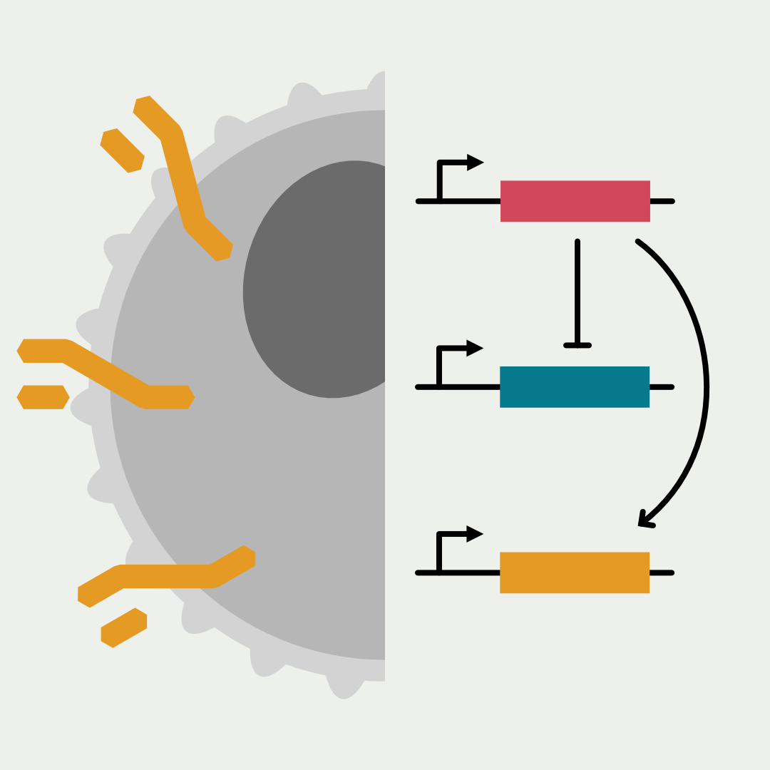 Holt Lab research figure: Synthetic Biology