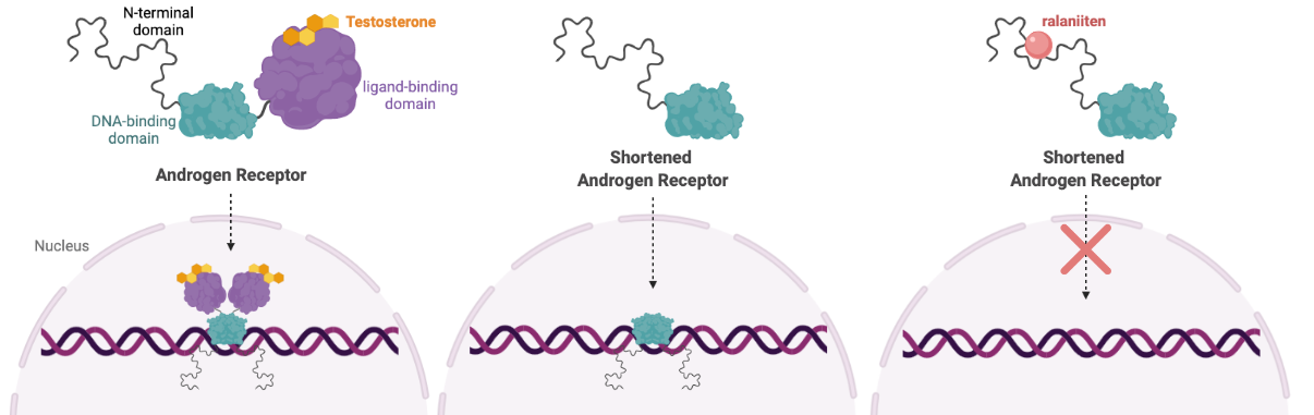 Androgen Receptor