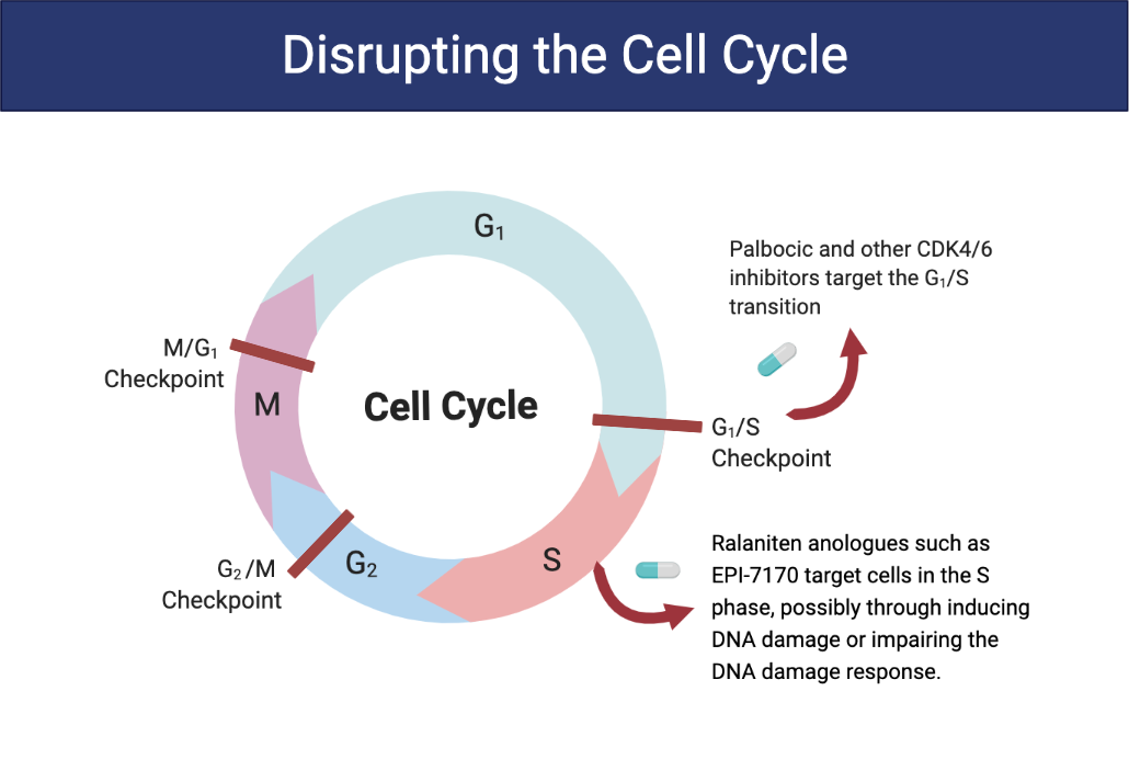 disrupting the cell cycle