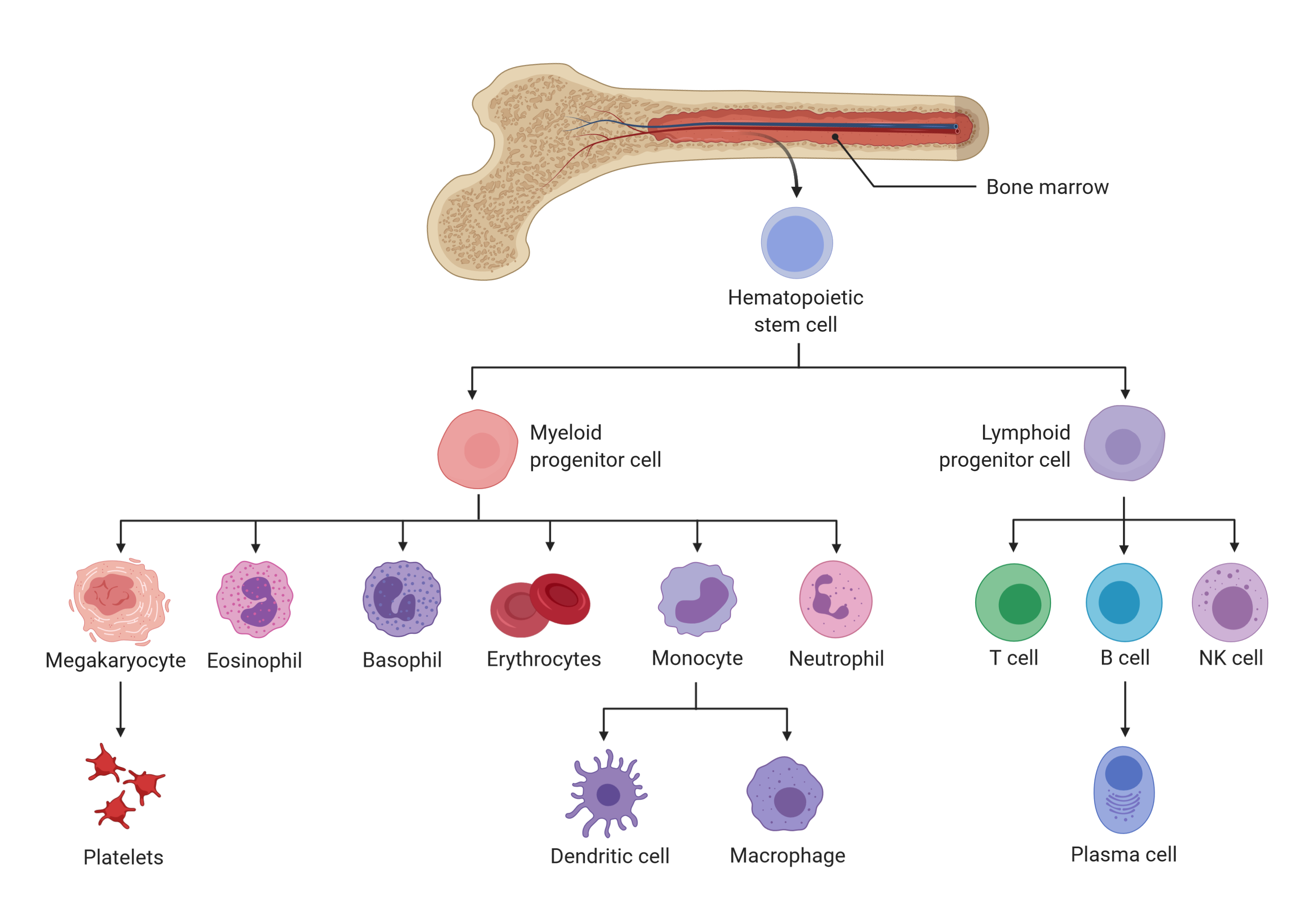 Bone marrow Stem Cells. Hematopoietic Stem Cells. Стволовые кроветворные клетки. Гемопоэтические стволовые клетки. Клетки крови образующийся в костном мозге