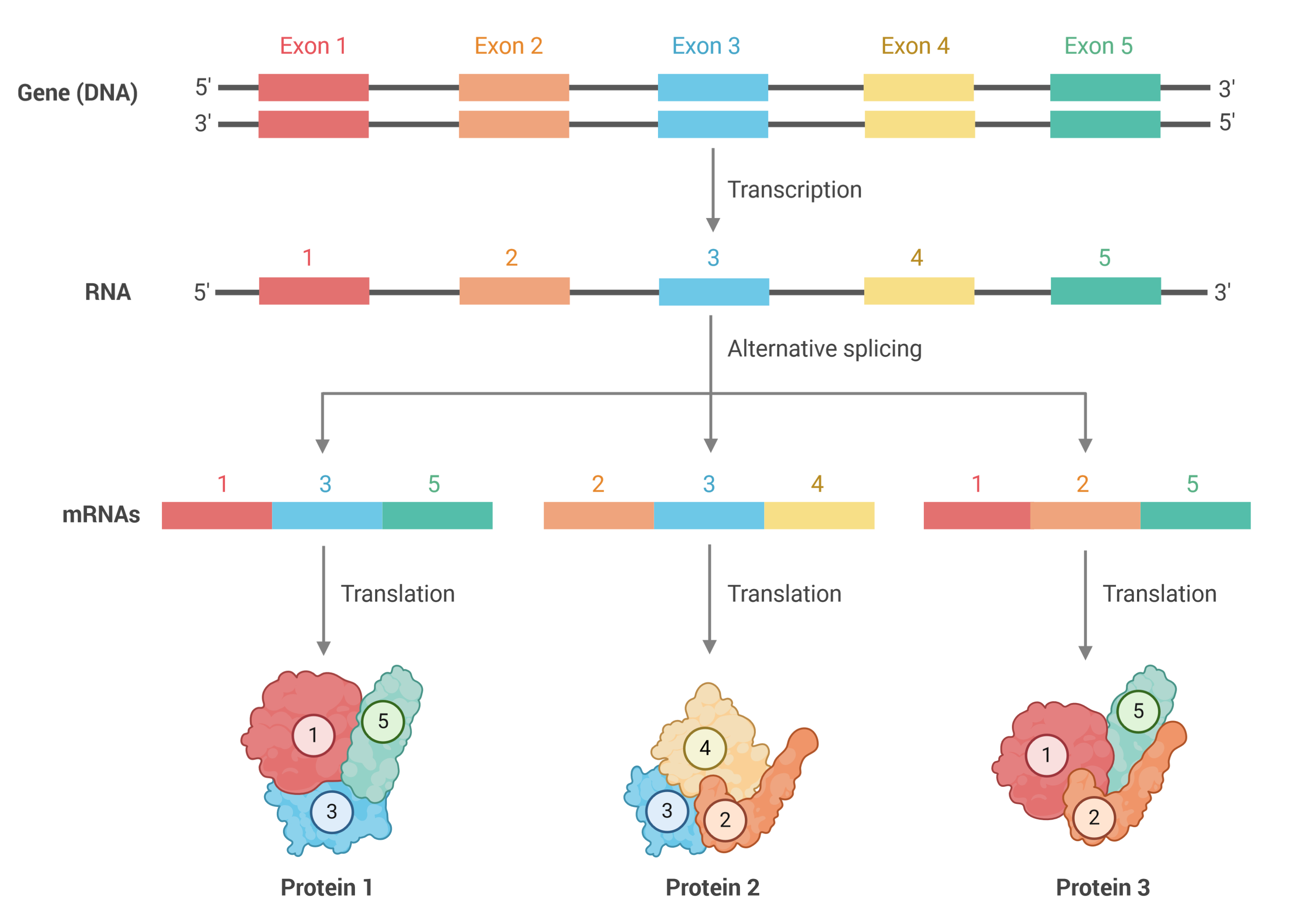 Alternative splicing.