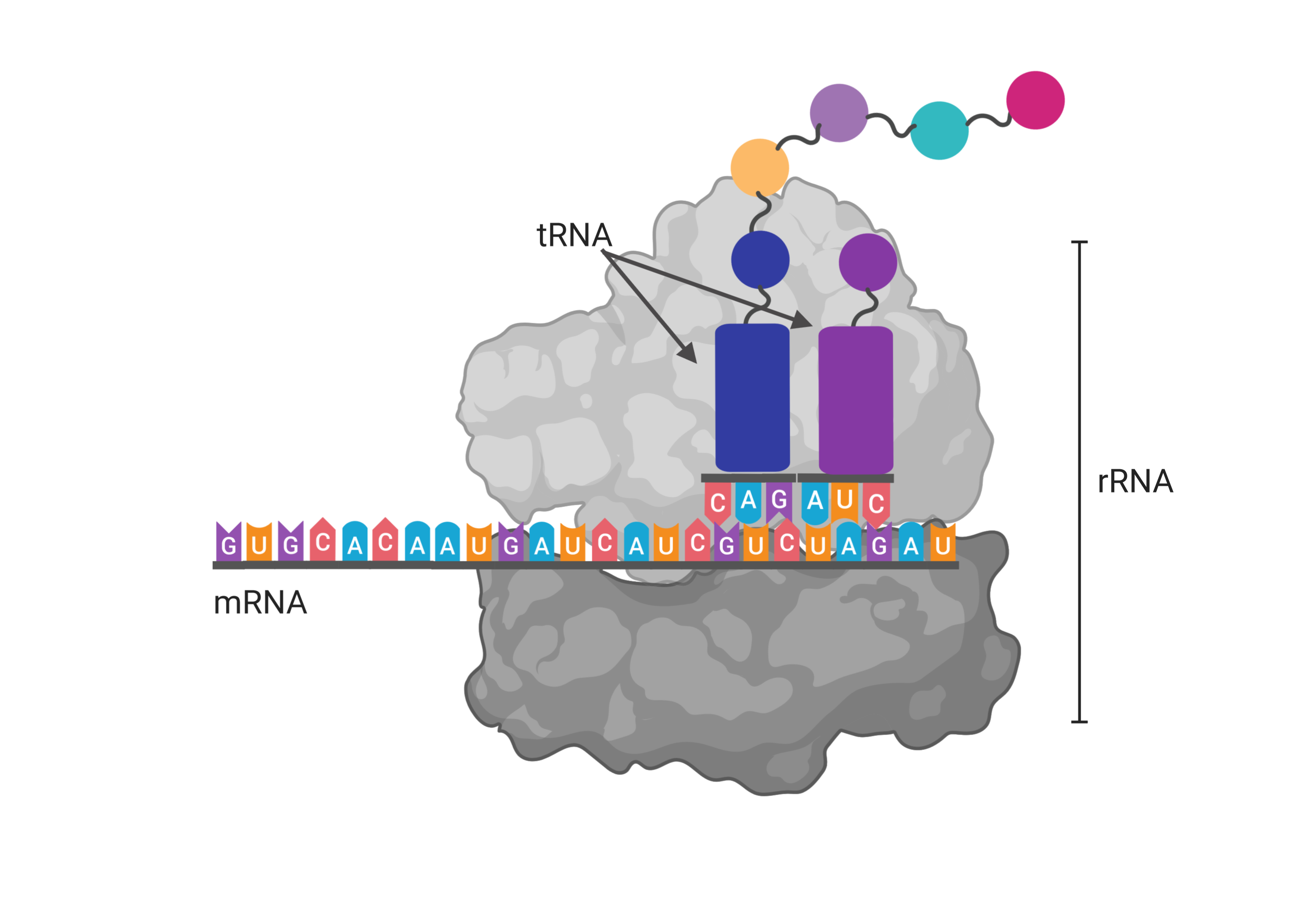 RNA