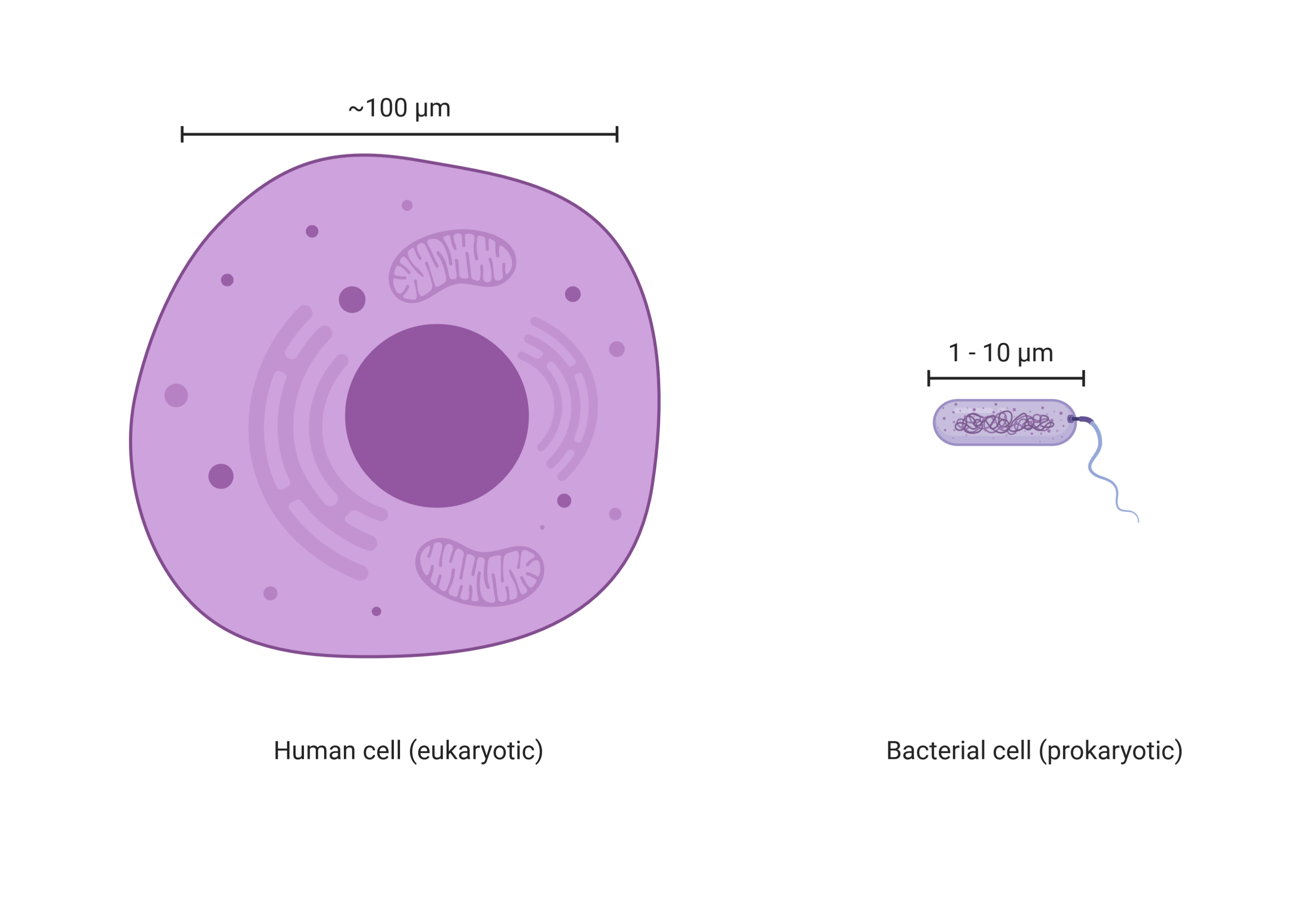prokaryote