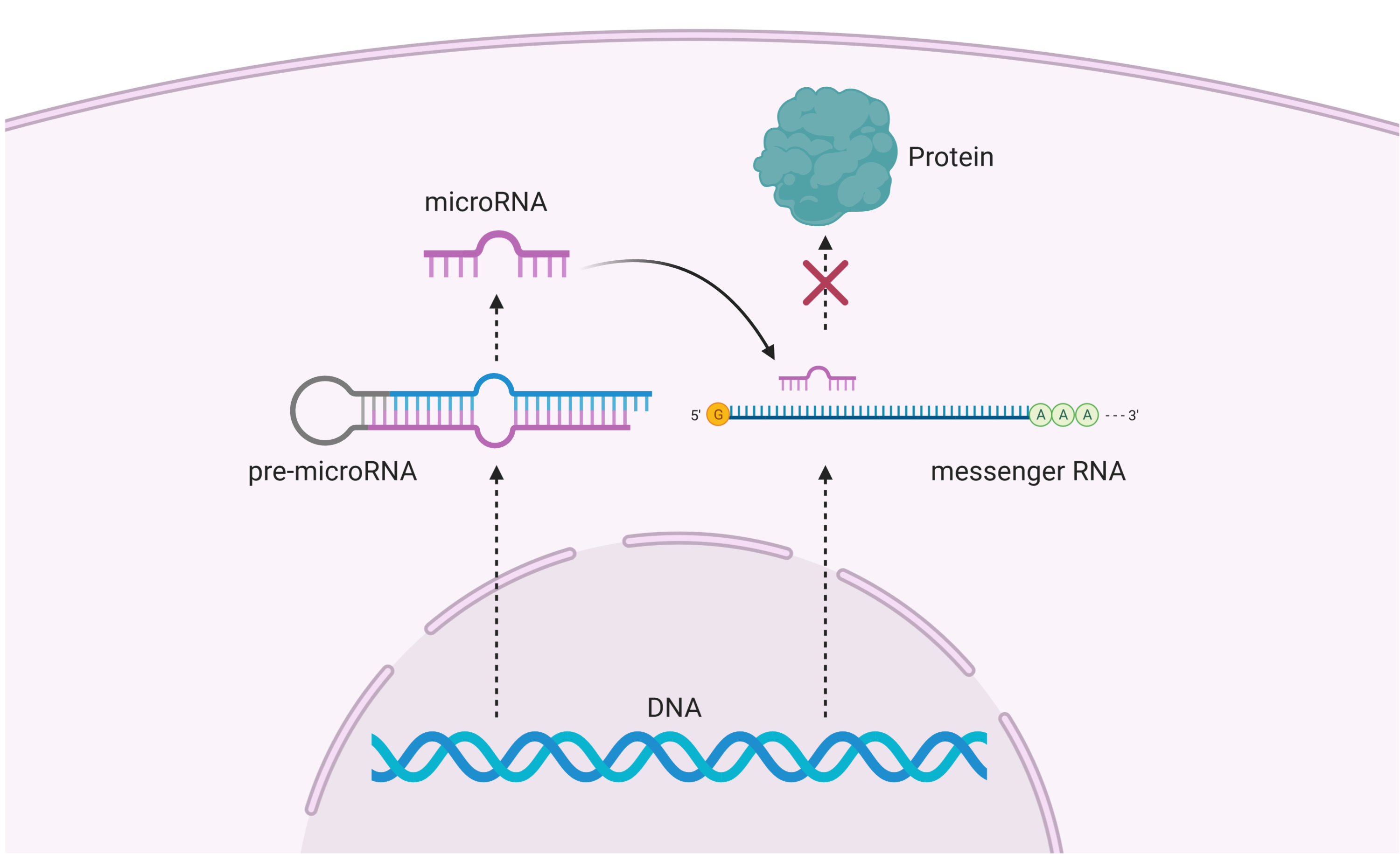 microRNA