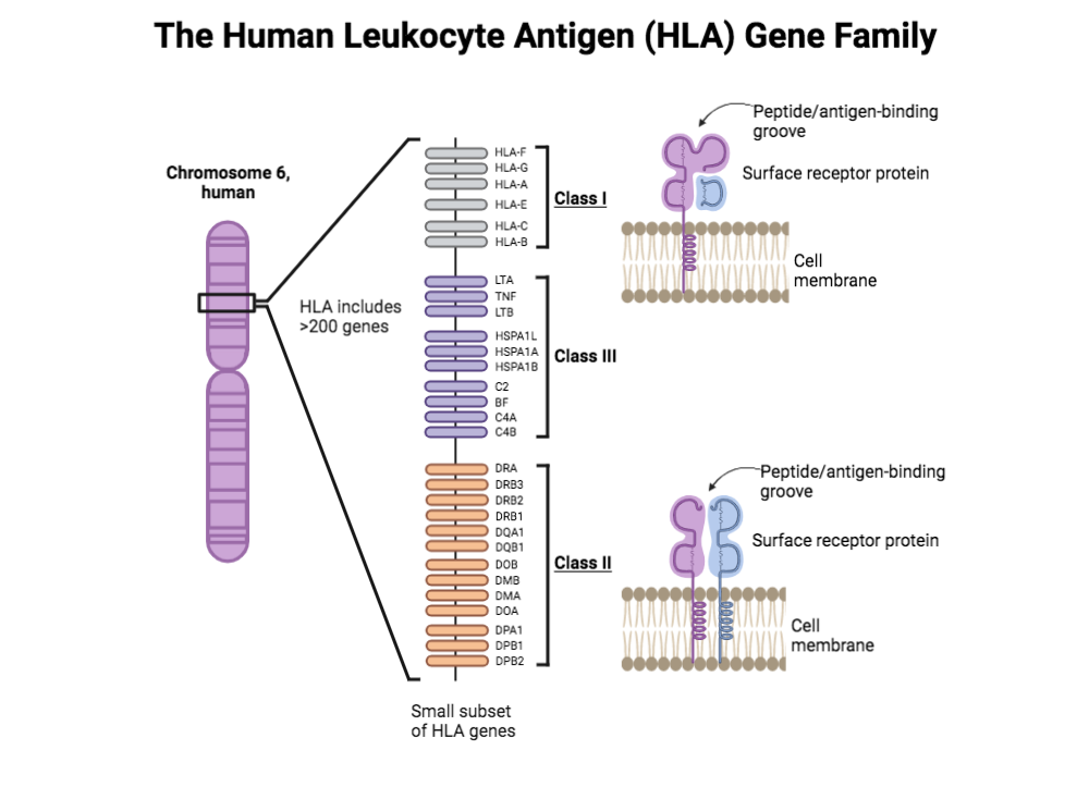 The Human Leukocyte Antigen (HLA) gene family