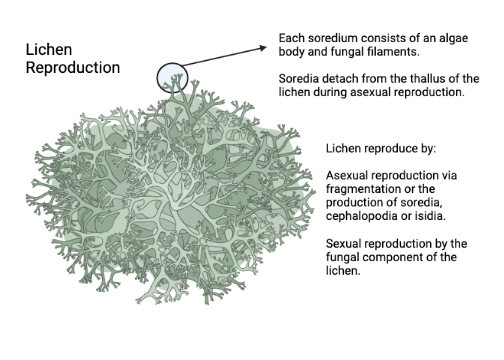 Lichen Reproduction