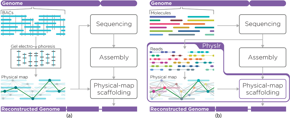 Genome sequencing and assembly paradigms