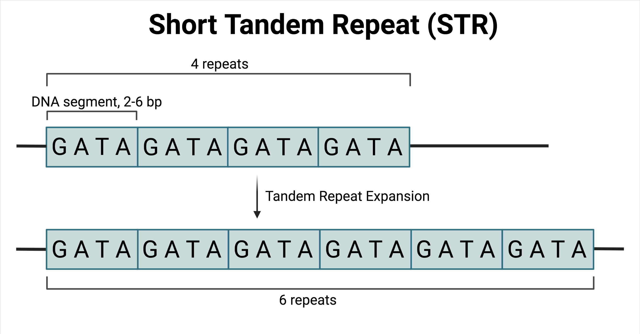 Schematic of Short Tandem Repeat (STR)