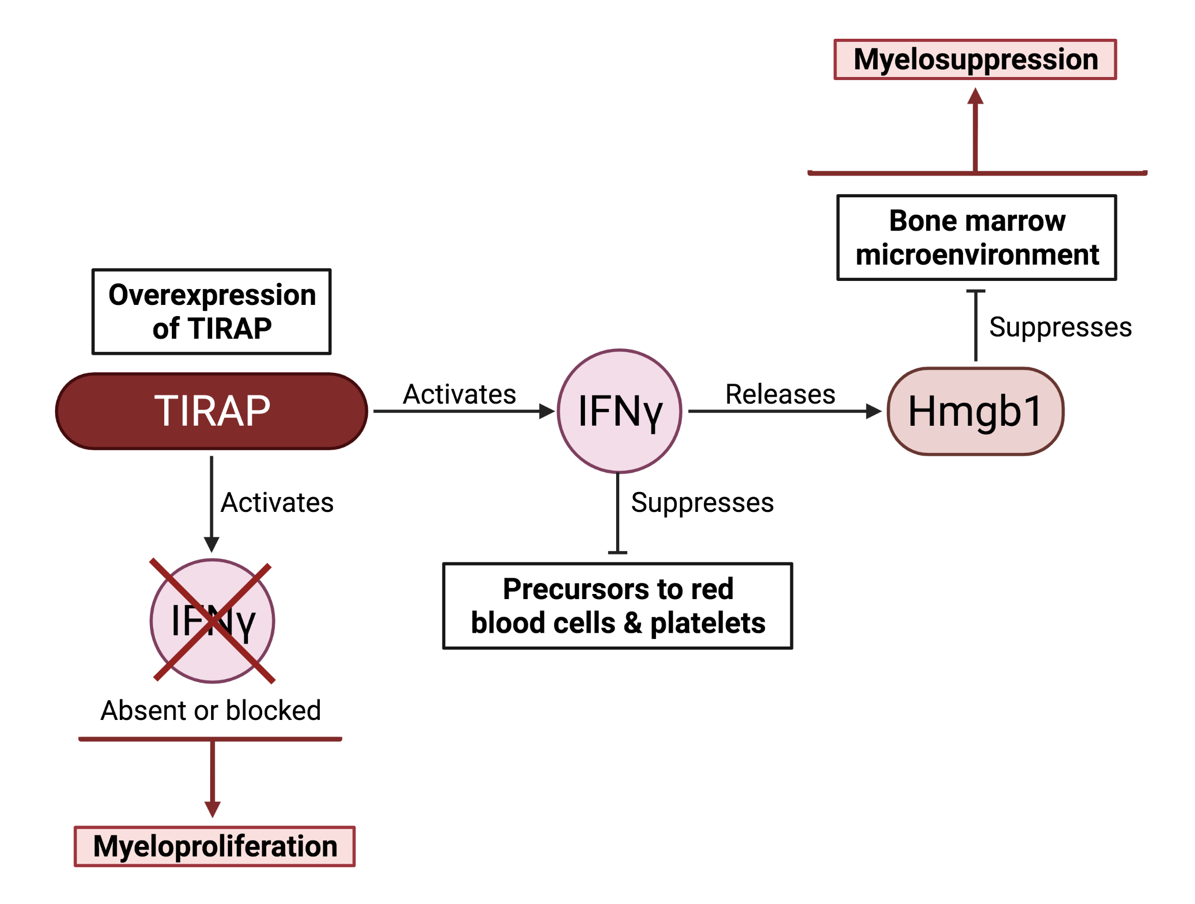 TIRAP-IFNγ-Hmgb1 interplay