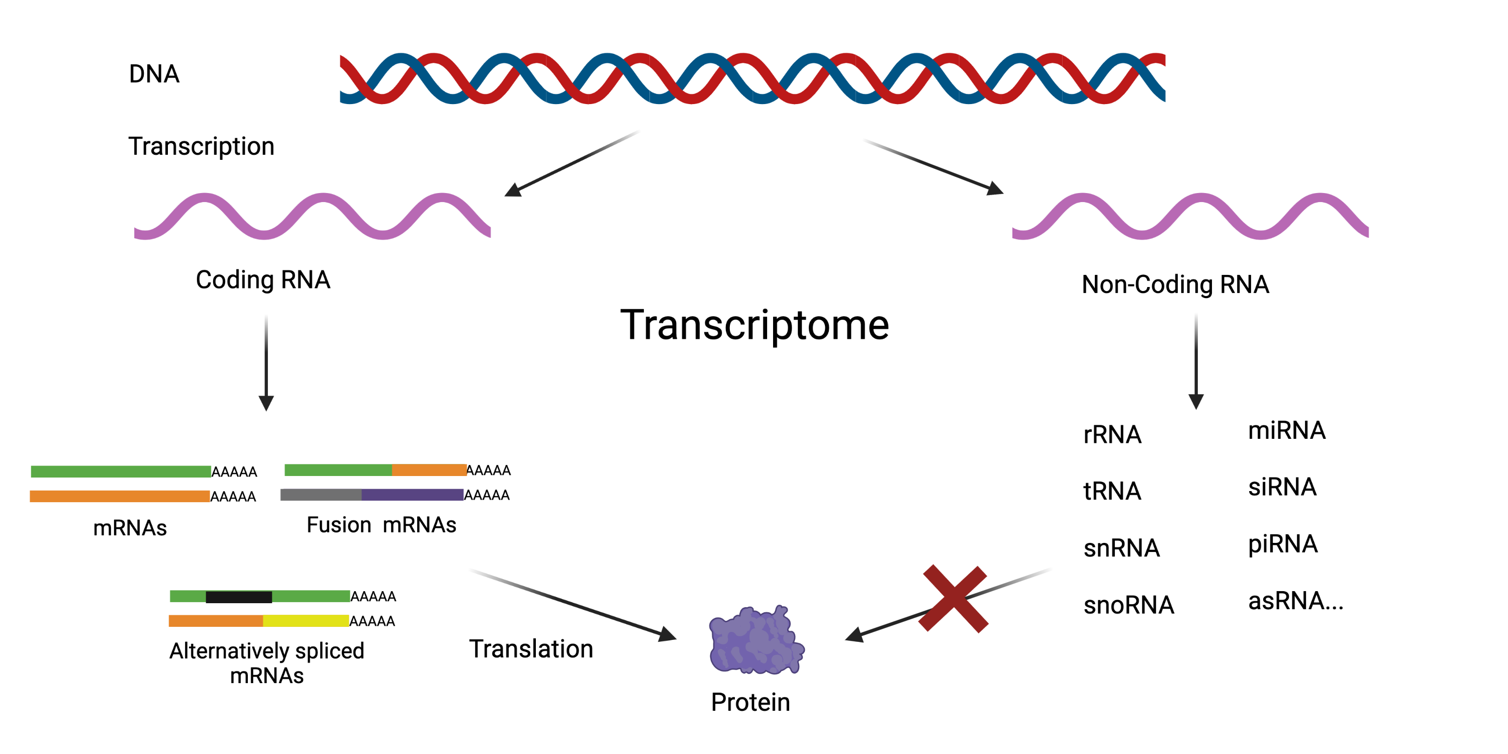 transcriptome 