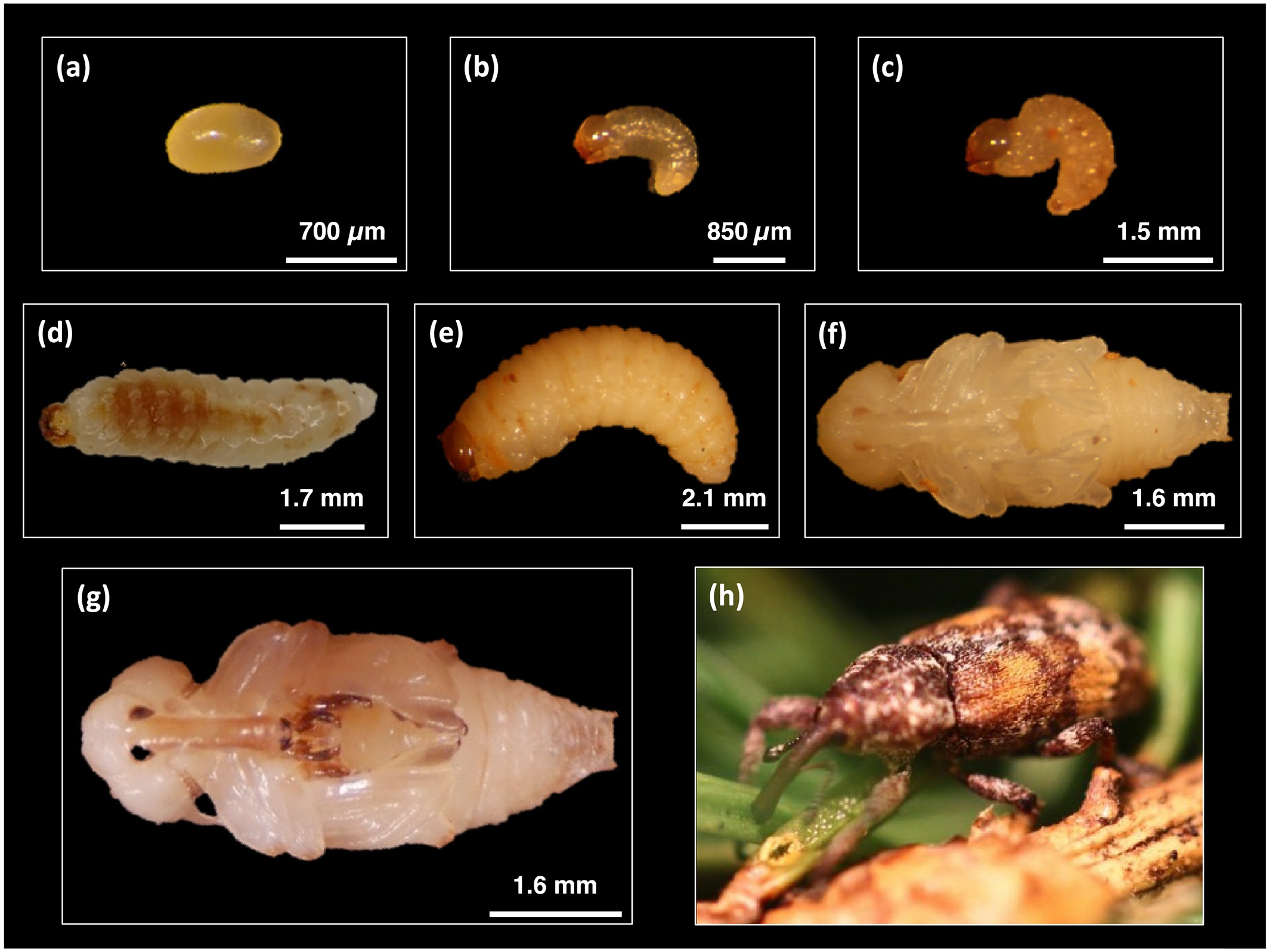 Life stages of the white pine weevil from egg to adult