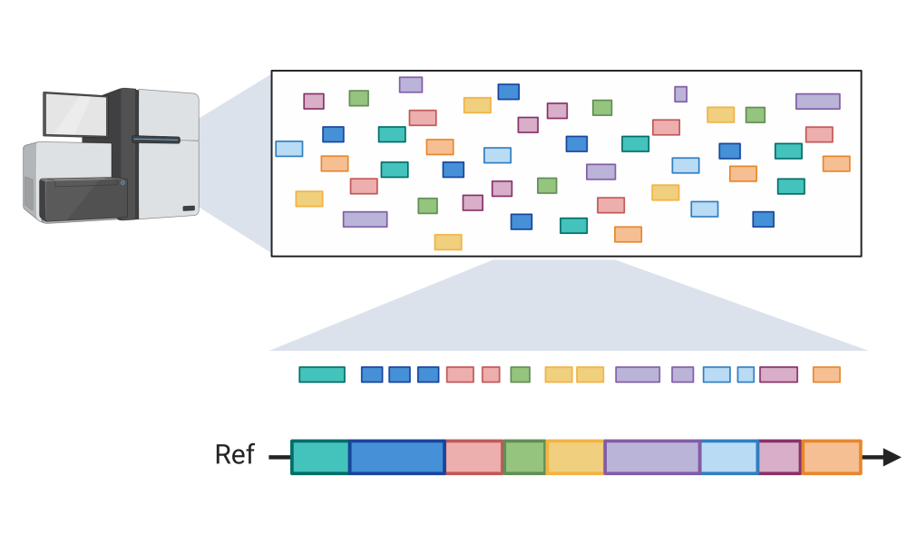 The long and the short of it: scientists develop a tool for rapid ...